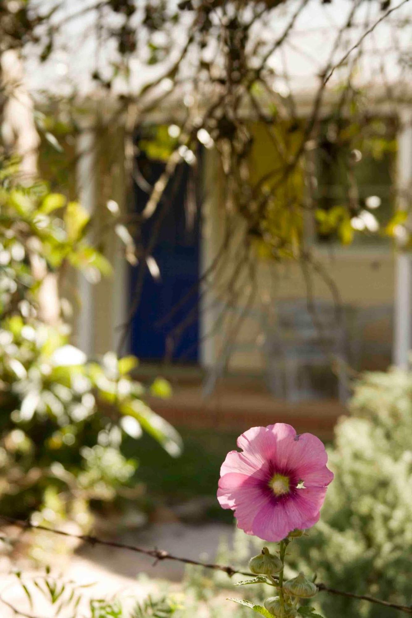 Amy's House